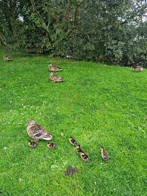 Hirsel Cottage Tearoom