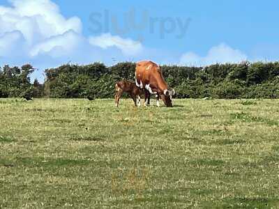 The Free Range Dairy