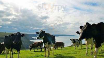 The Free Range Dairy