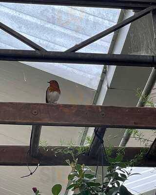 Bampton Garden Plants Cafe