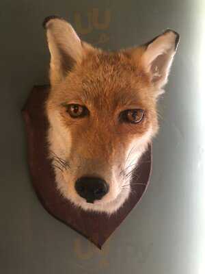 The Fox On The Green