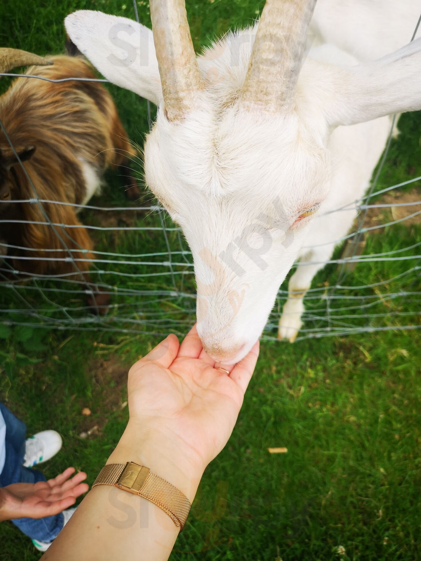 Honesty At Bucklebury Park
