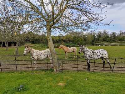 Springridge Nurseries And Tea Room