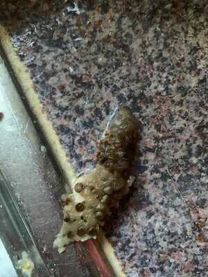 La Vita Piccolino E Vino