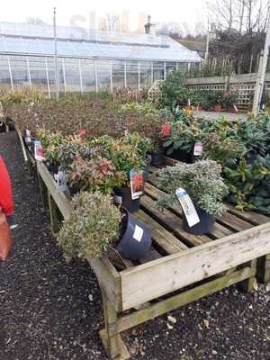 Forest View Nursery