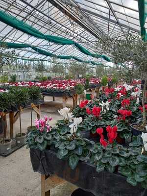 Forest View Nursery
