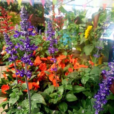 Riverside Garden Centre And Cafe