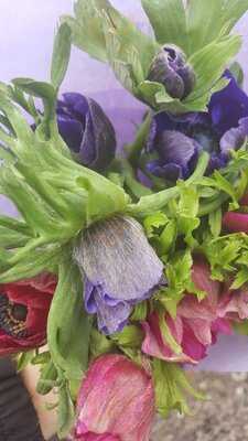 Somerset Flower Farm