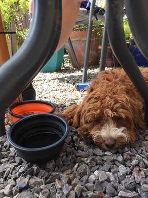 Somerset Flower Farm