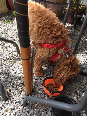 Somerset Flower Farm