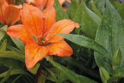 Caulders Mugdock Restaurant