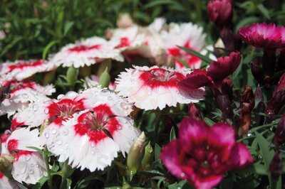 Caulders Mugdock Restaurant