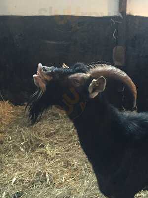 Grimsbury Farm - The Barn Cafe