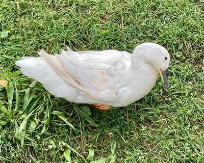 Grimsbury Farm - The Barn Cafe