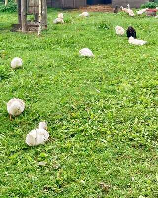 Grimsbury Farm - The Barn Cafe