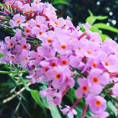 Mr Lahey's Organic Juice Bar