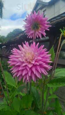 The Tearoom At The Botanics