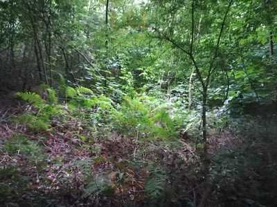 Leigh Woods Coffee Co