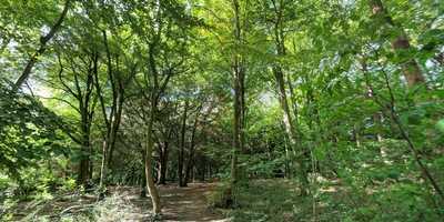 Leigh Woods Coffee Co