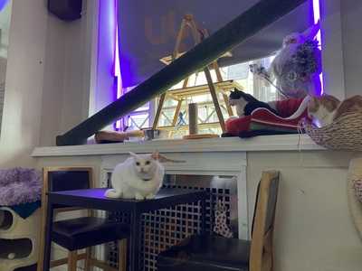 Chats Cafe Bar