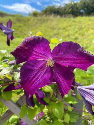 Dobbies Garden Centre Milngavie