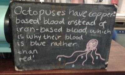 Curator's Coffee Studio