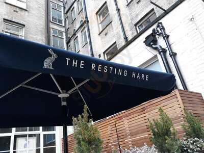 The Resting Hare