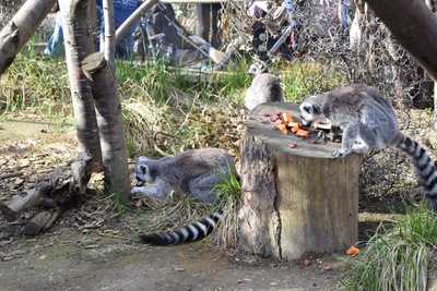 Afternoon Tea London Zoo