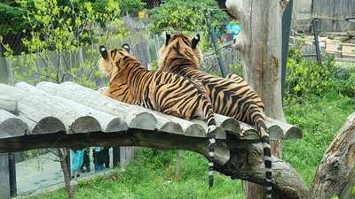 Afternoon Tea London Zoo