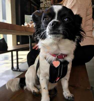 Well Street Pizza Peckham - Closed
