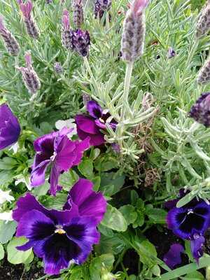 Joe's Garden Cafe Bistro