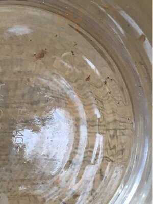 Dobbies Garden Centre