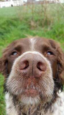 La Robeline Cider & Sausages