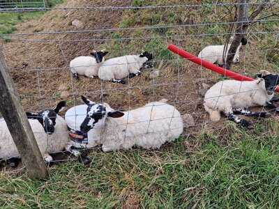 Greenhall Country Cafe And Farm Shop