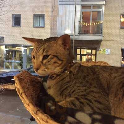 Cat Cafe