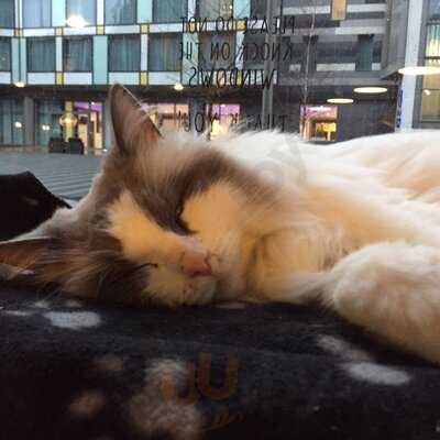 Cat Cafe