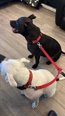 Barking Mad Coffee & Cakes