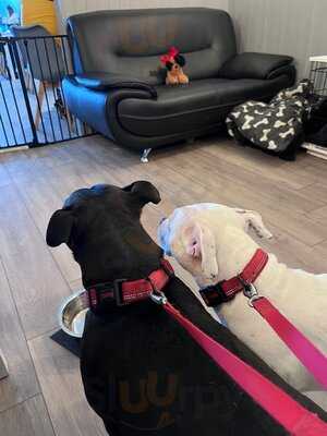 Barking Mad Coffee & Cakes