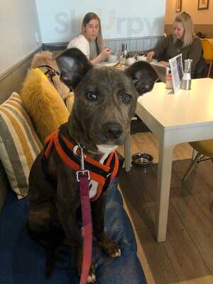 Barking Mad Coffee & Cakes