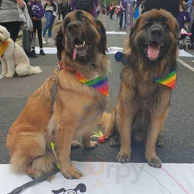 Barking Mad Coffee & Cakes