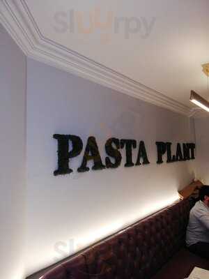 Pasta Plant