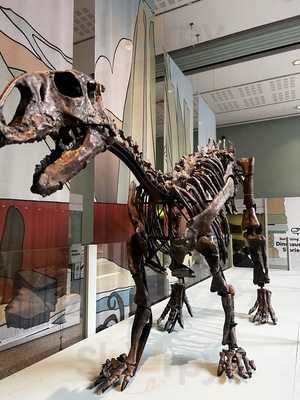 Mancoco - Manchester Museum