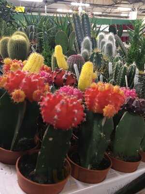 Elm Court Garden Centre