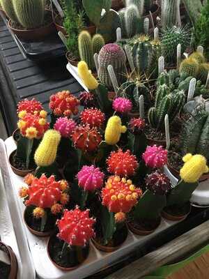 Elm Court Garden Centre