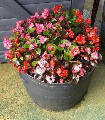 The Oyster Shed Billericay