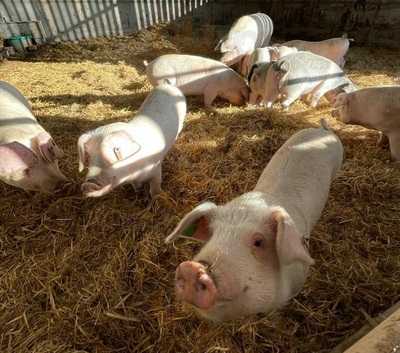 Acres Down Farm Shop