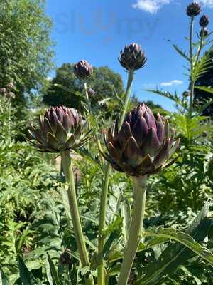 Belmond British Pullman Train Experiance