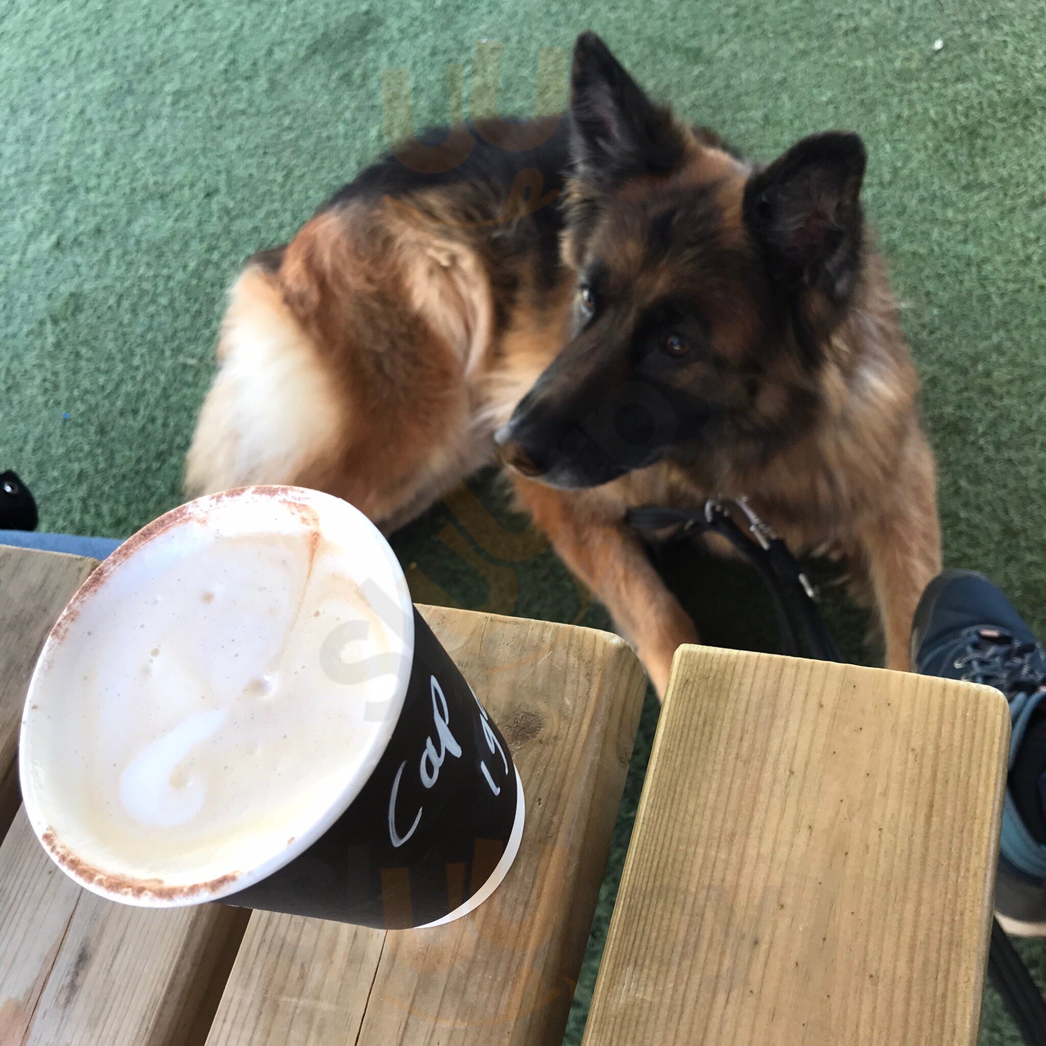 White Cloud Coffee Co.