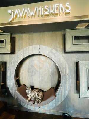 Java Whiskers