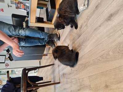 Manx Cat Cafe Ltd